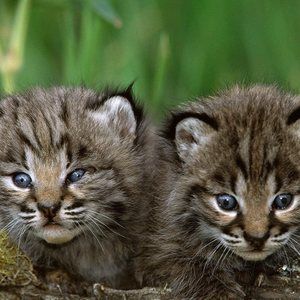 Meet your Posher, Luc